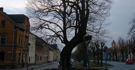 Lutherlinde in Treuenbrietzen. Foto: Uwe Tresp.