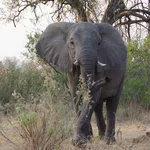 elephant