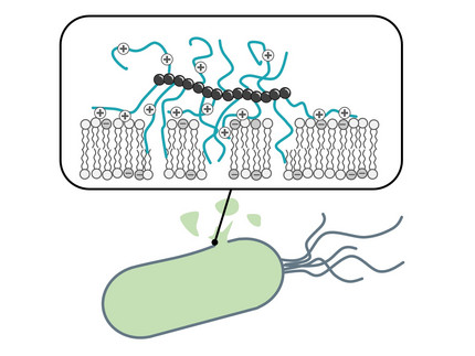 Antimicrobial Bottle Brush Copolymers