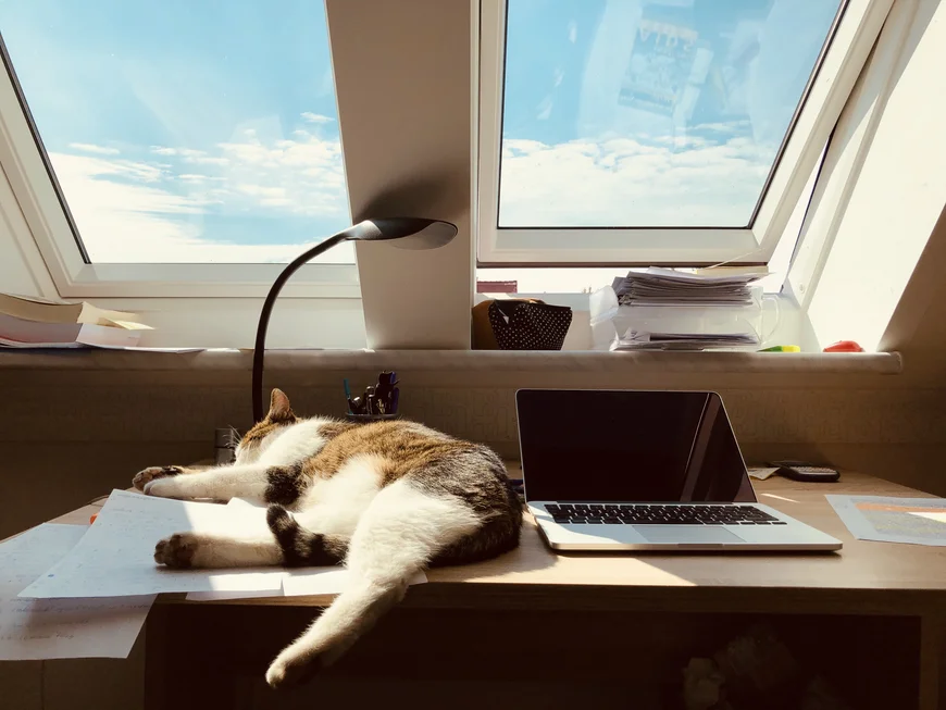 Auf einem Schreibtisch, der direkt unter einem schrägen DAchfenster steht, hat sich eine Katze gemütlich neben dem Laptop breit gemacht. Sie liegt auf der Seite, eines der Hinterbeine hängt lässig über ddie Kante. Sie hat einen weißen Bauch und weiße Pfoten, der Rücken ist braun schwarz grau