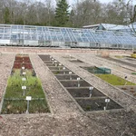 Erhaltungskulturen im Botanischen Garten der Universität Potsdam.