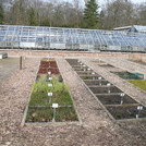 Erhaltungskulturen im Botanischen Garten der Universität Potsdam.