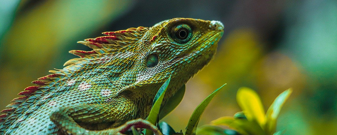 green gecko - 
