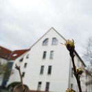 Unsere Birnen treiben wieder aus im März 2019.