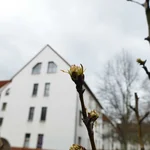 Unsere Birnen treiben wieder aus im März 2019.