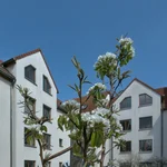 Birne Conny blüht im April 2020.
