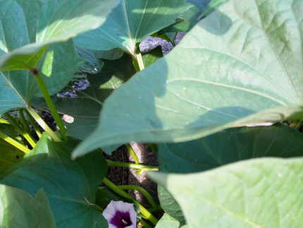kleine lila Blüte der Süßkartoffel mit Blättern umgeben