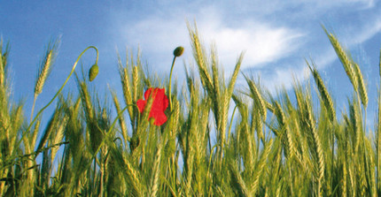 Nahaufnahme einer Mohnblume in einer Wiese