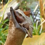Pfeiffrosch - Eleutherodactylus coqui