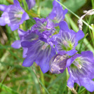 hellblaue etwa 5 cm lange Blüten mit 5 Blütenblättern