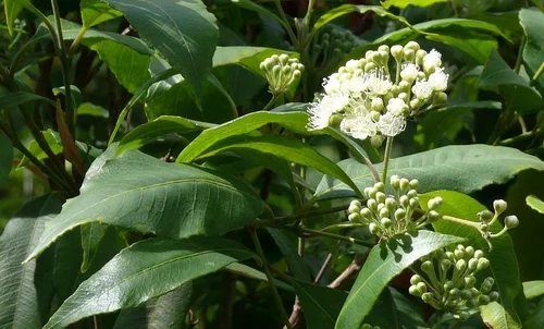 Lemonmyrte - Backhousia citriodora