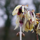 Chinesische Winterblüte - Chimonanthus praecox