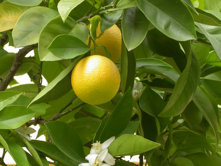 Citrus sinensis