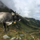 Kuh im Fundustal (Ötztal)