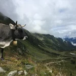 Kuh im Fundustal (Ötztal)