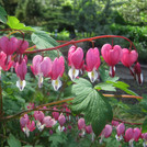 Lamprocapnos spectabilis