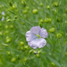 Flachs, Lein - Linum usitatissimum