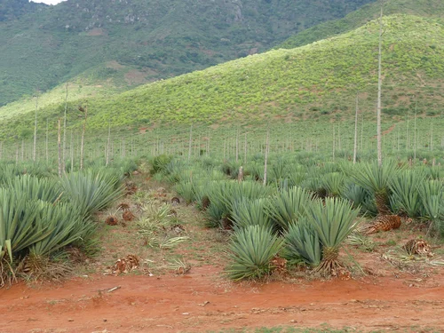 Sisal field in Tanzania