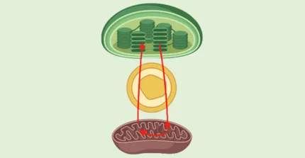 Chloroplast, peroxisome and mitochondrion showing metabolite exchange during photorespiration