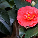 rote gefüllte Kamelienblüte