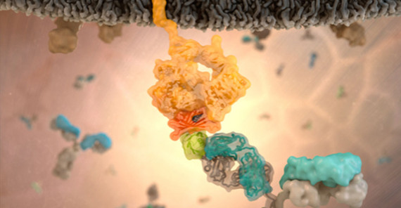 Schematische Darstellung eines künstlichen Zelloberflächenrezeptors (gelb) mit gebundenem Antigen (grün) und Antikörper (blau, grau). Foto: © new/era/mabs