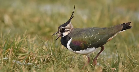 A lapwing in a meadow.