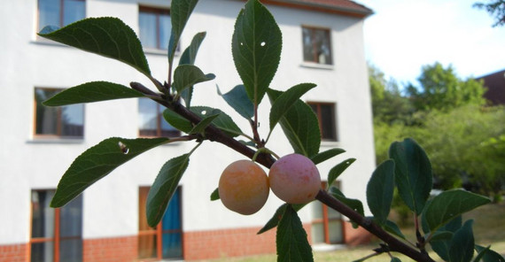 Mirabellenbäume auf dem Campus bieten nicht nur Insekten Nahrung. Foto: Nadja Kath