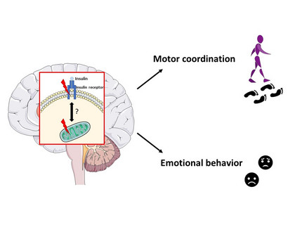 Einfluss der zerebralen Insulinwirkung auf das emotionale Verhalten und die Motorkoordination
