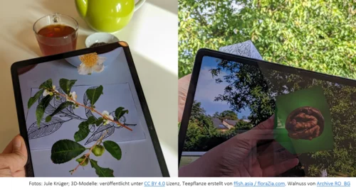 Hände mit iPads und darin abgebildeten 3d-Modellen von Teepflanze und Walnuss