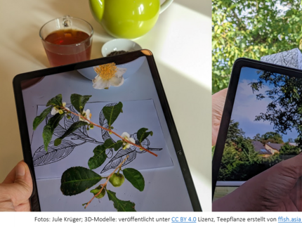 Hände mit iPads und darin abgebildeten 3d-Modellen von Teepflanze und Walnuss