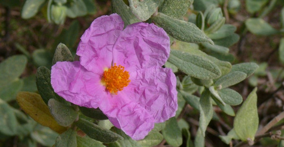 Lilafarbende Blüte
