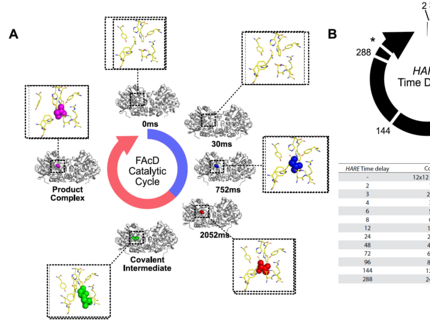 HARE - Hit and return Serial Crystallography