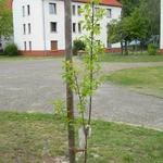 Zwetschge Zoe im August 2019.
