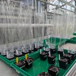 plants in the greenhouse