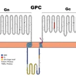 Assembly of the Hantavirus glycoproteins (Gn and Gc).