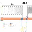 Assembly of the Hantavirus glycoproteins (Gn and Gc).