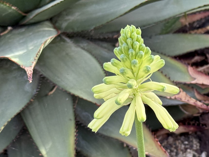 Blütenstand mit hellgelben röhrenförmigen Blüten