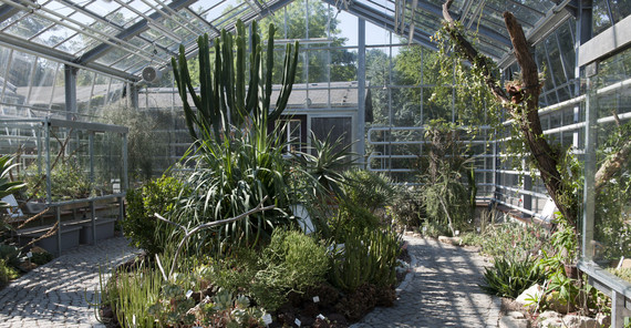 Im Gewächshaus des Botanischen Garten sind Sukkulenten zu sehen