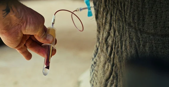 Blood sample collection for genomic analysis at an elephant's leg.