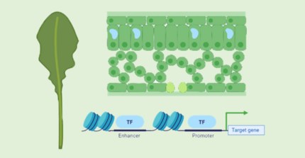 Arabidopsis leaf, cross section and schematic of a promotor