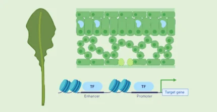 Arabidopsis leaf, cross section and schematic of a promotor