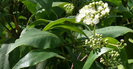 Zitruspflanze (Michael Burkart)