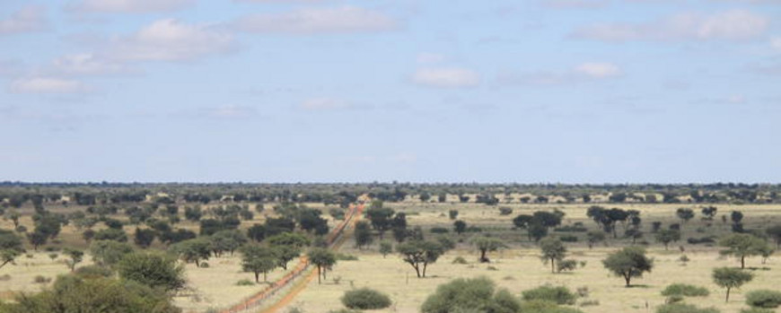 Photo of savannah landscape
