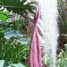 Titanenwurz - Amorphophallus konjac