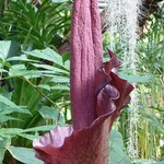 Titanenwurz - Amorphophallus konjac