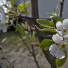 Birne Luise blüht im April 2020.