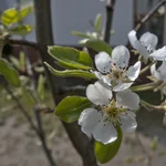 Birne Luise blüht im April 2020.