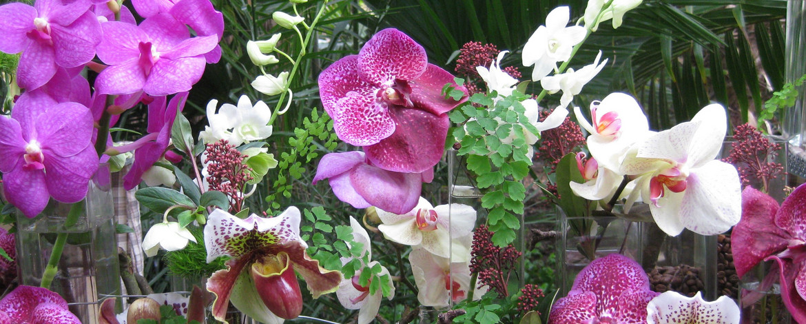 verschiedene Blüten von Orchideen -