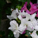 weiße und lila Azaleenblüten