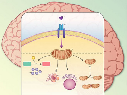 Untangling the effect of insulin action on brain mitochondria and metabolism